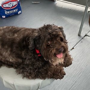 Meet your Posher, Lisa